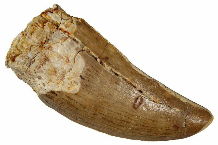 Serrated, Carcharodontosaurus Tooth - Real Dinosaur Tooth #341273